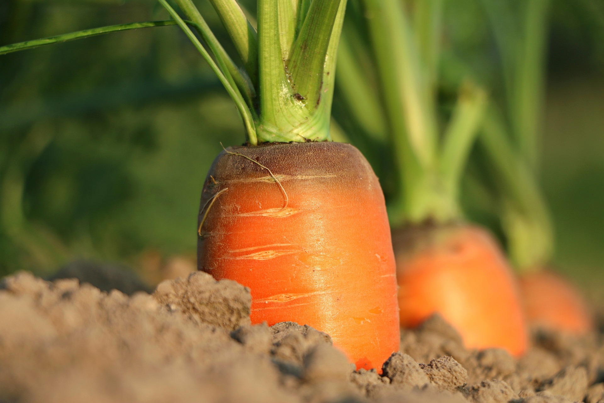 Innowacje w agrotechnologii: rolnictwo precyzyjne i inteligentne systemy uprawy