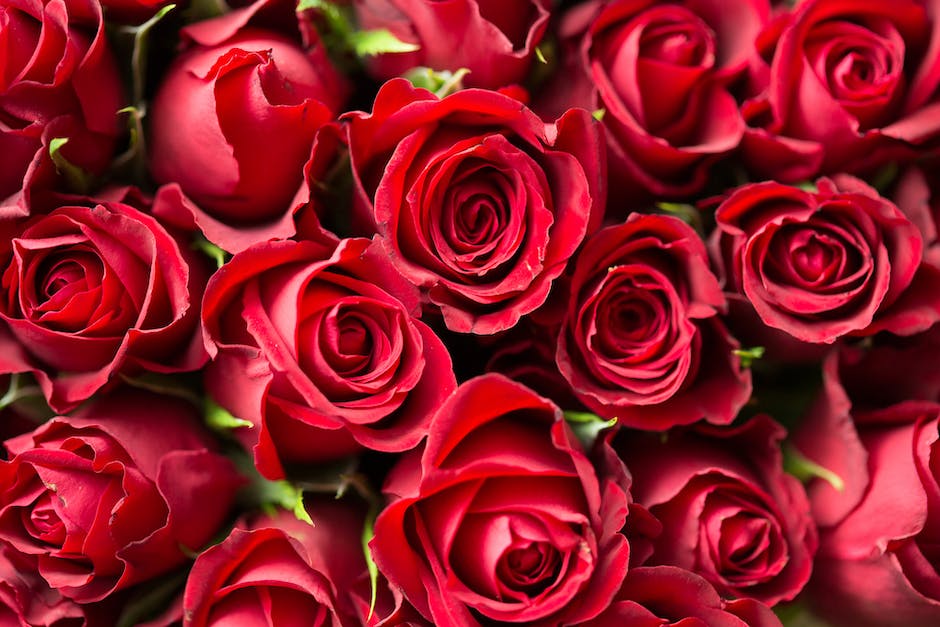 Wieczne róże: Twoje magiczne zaproszenie do niezgłębionego świata piękna